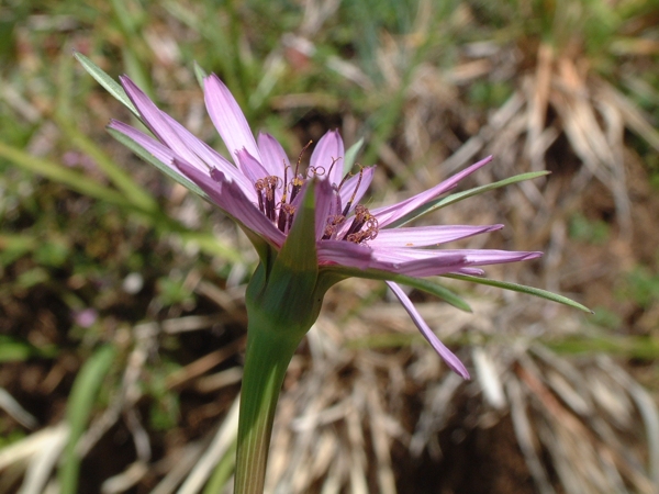 Tragopogon porrifolius / Barba di Becco violetta